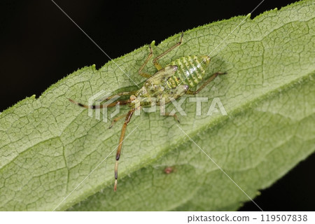 生物 昆蟲 赫利俄斯霞龜，幼蟲。從翅芽的大小來看，我認為這是末齡幼蟲… 119507838