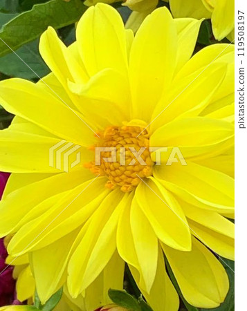 Yellow dahlia 119508197