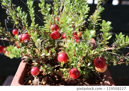 Potted cranberry red berries 119508227