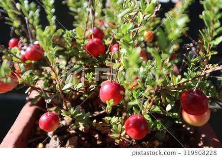 Potted cranberry red berries 119508228