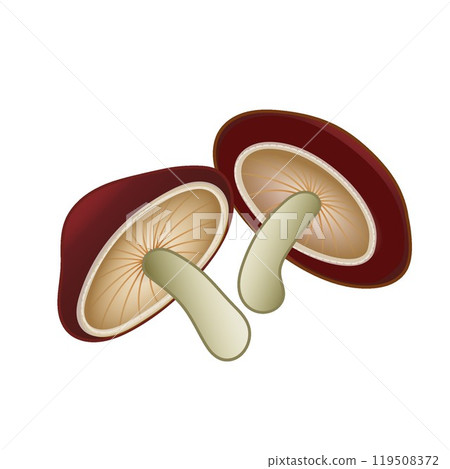 Illustration of shiitake Illustration of shiitake 119508372