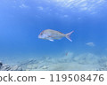 Sea creatures that live in Mutsu Bay: red sea bream, sea cucumber, sea urchin 119508476