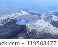 Sea creatures that live in Mutsu Bay: Red sea bream 119508477