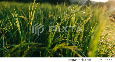 Rice in the fields in the early morning 119508637