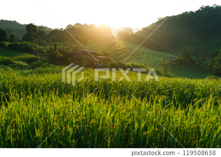 Rice in the fields in the early morning 119508638