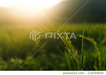 Rice in the fields in the early morning Rice in the fields in the early morning 119508640