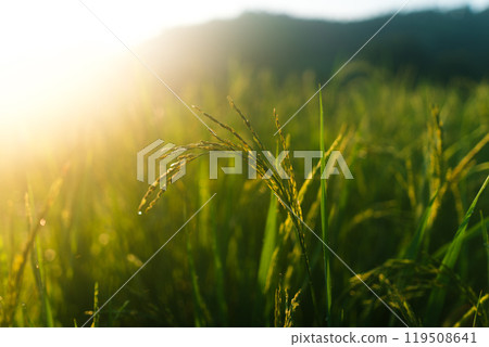 Rice in the fields in the early morning 119508641
