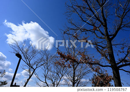 Trees and clouds in the sky Trees and clouds in the sky 119508767