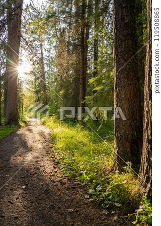 Natural forest footpath scenery. Fenland Trail in summer sunny day. Banff National Park, Canadian Rockies, Alberta, Canada. Natural forest footpath scenery. Fenland Trail in summer sunny day. Banff National Park, Canadian Rockies, Alberta, Canada. 119508865
