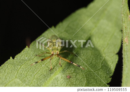 Living creatures, insects, this is a larva of a yellow-spotted stink bug. The thick and short antennae resemble those of a stink bug. Living creatures, insects, this is a larva of a yellow-spotted stink bug. The thick and short antennae resemble those of a stink bug. 119509555