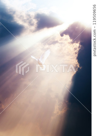 A white dove flying between brightly lit sky and clouds, symbolizing the Holy Spirit, freedom and peace. 119509656