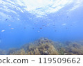 Marine life that inhabits Mutsu Bay: Schools of Okitanango fish and abundant seaweed 119509662