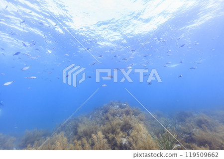 生活在陸奧灣的海洋生物：衝棚子群和豐富的海藻 119509662