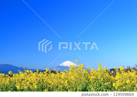 [Kanagawa Prefecture] Rape blossoms and Mt. Fuji at Azumayama Park on a clear day 119509669