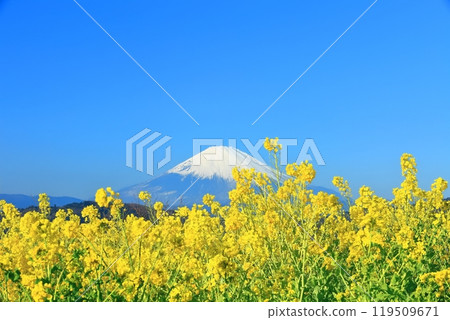[神奈川縣]晴天時東山公園的油菜花和富士山 119509671