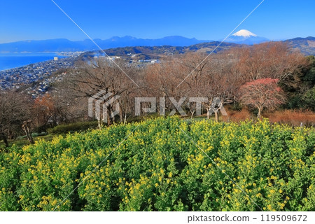 [Kanagawa Prefecture] Rape blossoms and Mt. Fuji at Azumayama Park on a clear day 119509672