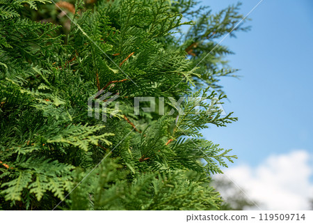 Thuja occidentalis also known as northern white-cedar, eastern white-cedar or arborvitae growing in Russia 119509714