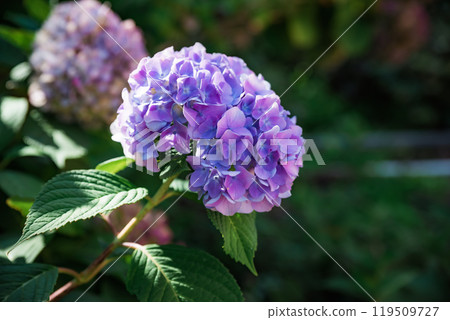 Blue Hydrangea branch growing in Far East of Russia Blue Hydrangea branch growing in Far East of Russia 119509727