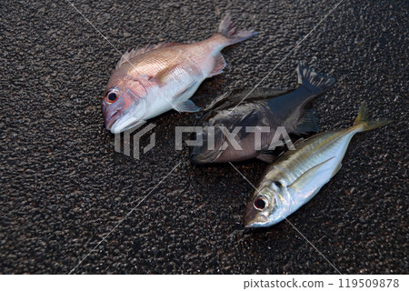 堤壩釣竹莢魚灰海鯛竹莢魚 堤壩釣竹莢魚灰海鯛竹莢魚 119509878