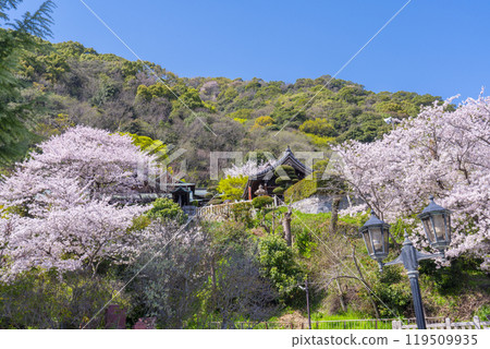 盛開的櫻花和北野天滿神社 盛開的櫻花和北野天滿神社 119509935
