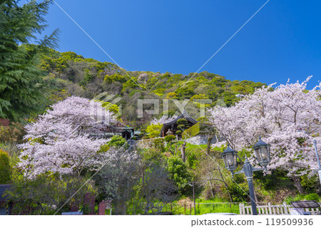 Cherry blossoms in full bloom and Kitano Tenmangu Shrine Cherry blossoms in full bloom and Kitano Tenmangu Shrine 119509936