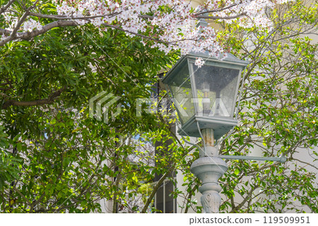 Kobe Kitano Ijinkan District: Hillside House and cherry blossoms Kobe Kitano Ijinkan District: Hillside House and cherry blossoms 119509951