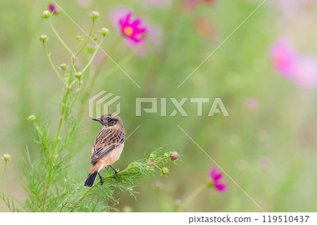 秋天留在宇宙中的雄性捕蠅器 秋天留在宇宙中的雄性捕蠅器 119510437