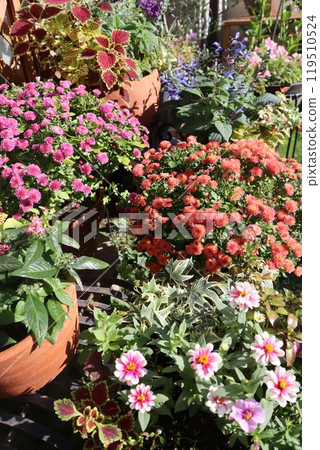 Mum flower pot 119510524