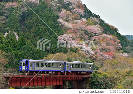 關西線櫻花 關西線櫻花 119511016