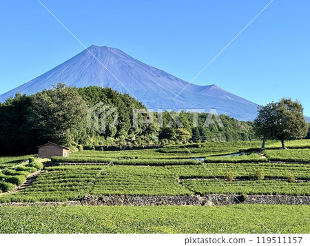 早晨的富士山和茶田 119511157