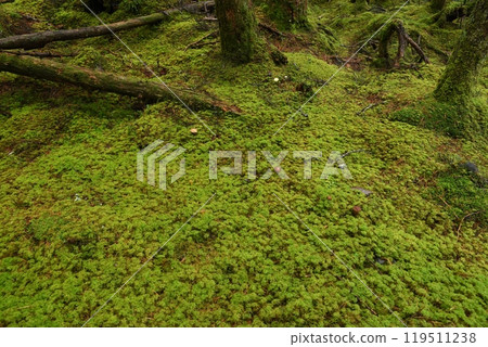 苔蘚森林 苔蘚森林 119511238