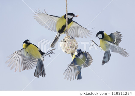 little birds feeding on bird feeder with suet fat ball. Blue tit and Great tit. Winter time 119511254