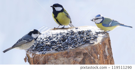 Little birds feeding on a bird feeder with sunflower seeds. Blue tit, great tit, coal tit. Winter time 119511290