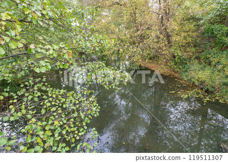 small pond in the forest small pond in the forest 119511307