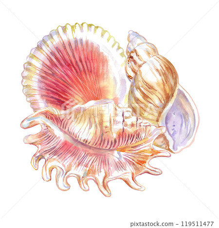 Seashell composition of Scorpion Spider Conch, Rosy Wolf snail, Calico Scallop in watercolor. A marine gastropod mollusks, large sea snails with green, yellow, red, brown spots and stripes 119511477