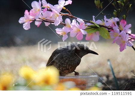A brown-eared bulbul bird flew into the garden. 119511591