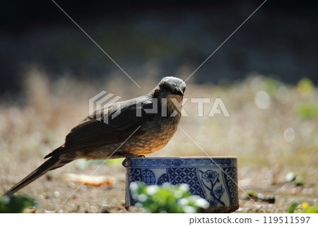 一隻鳥,一隻鵯,飛進花園。 一隻鳥,一隻鵯,飛進花園。 119511597