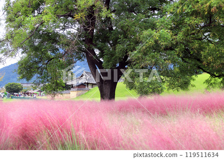 Big tree and field of Pink Muhly Grass, Gyeongju, South Korea. Autumn scenery of Korea with flowering Muhlenbergia Capillaris near Cheomseongdae, Gyeongju, Gyeongsangbuk-do. Focus on tree and house 119511634