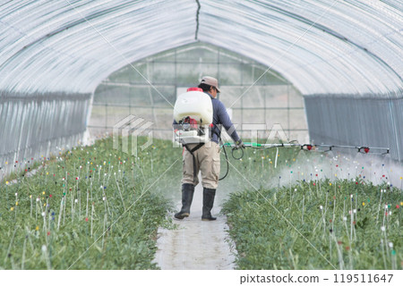 A man spraying pesticides inside a greenhouse A man spraying pesticides inside a greenhouse 119511647