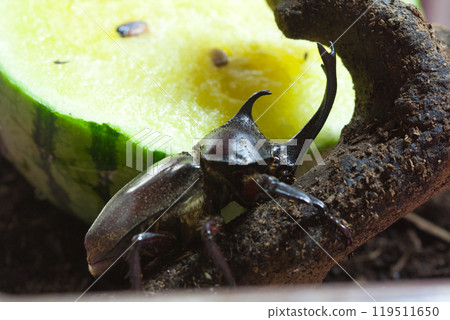 Rearing of beetles Rearing of beetles 119511650