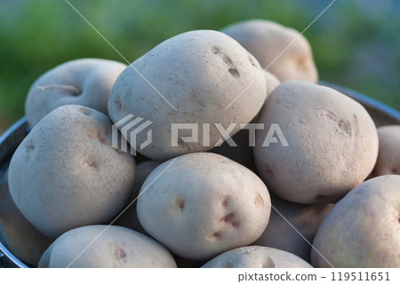 A pile of potatoes A pile of potatoes 119511651