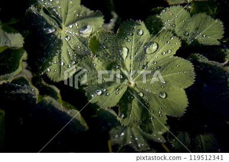 Alchemilla vulgaris covered with the raindrops Alchemilla vulgaris covered with the raindrops 119512341