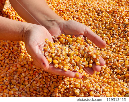 checking quality of corn 119512435