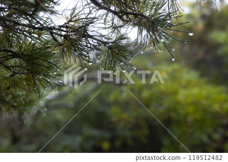 Raindrops on pine leaves Raindrops on pine leaves 119512482