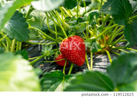 Strawberry cultivation Strawberry cultivation 119512625