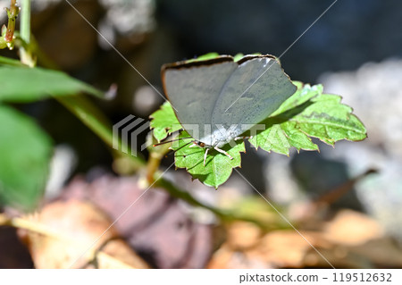 Uragine簡潔 Uragine簡潔 119512632