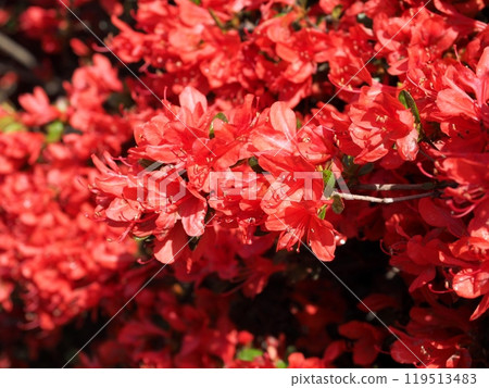 紅杜鵑花「日式形象」（京都） 119513483