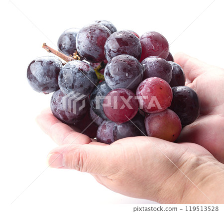 Pione grapes held in hand (white background) Pione grapes held in hand (white background) 119513528