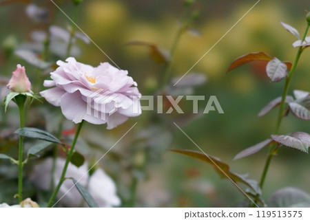 Pale bluish purple rose 119513575