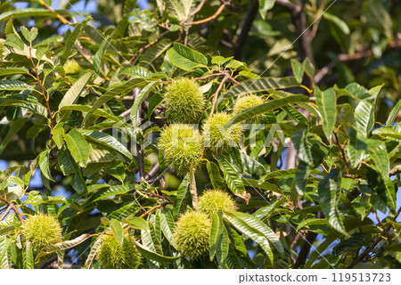 Chestnuts ripen abundantly in the autumn season 119513723